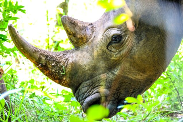 1 DAY Ziwa Rhino Sanctuary Safari Tour, Uganda