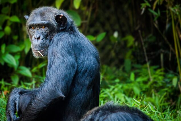 2 Days Chimpanzee Trekking In Uganda Kibale National Park