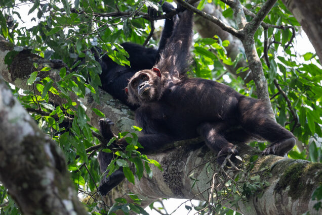 Lettuce 10 Day Safari with Primates Exclusive Safari