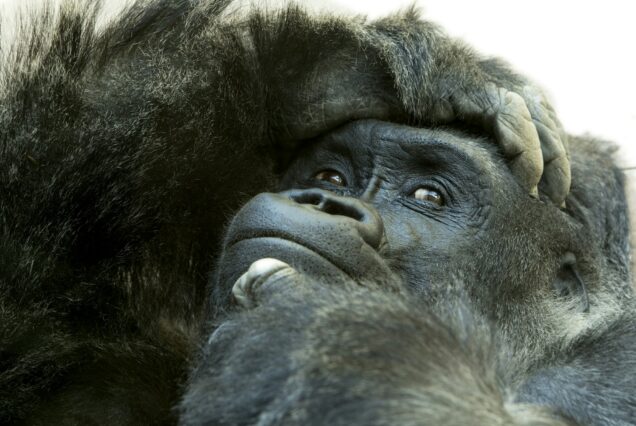 Close up of gorilla with expressive face and pose